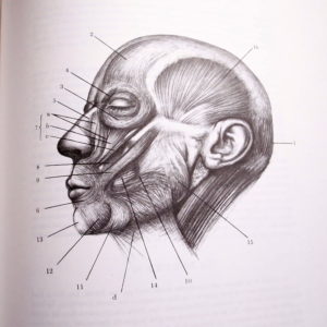 mâchoires anatomie