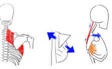 6 images avancées pour parfaire votre posture