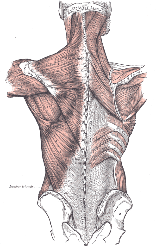 Fascia thoracolombaire