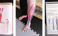 Stage d’Anatomie Incarnée : jambe, cheville et pied
