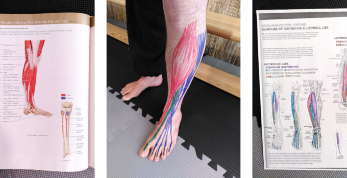 Anatomie Incarnée - jambe, cheville, pied