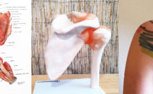 Stage d’Anatomie Incarnée : épaule et ceinture scapulaire