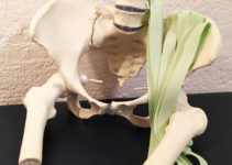 Présentation de l'anatomie des muscles psoas et iliaques comme lors d'un stage d'anatomie incarnée