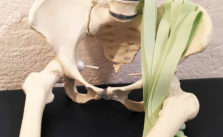 Stage d’Anatomie Incarnée : hanche et ceinture pelvienne