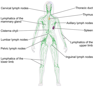 Drainage lymphatique - système lymphatique