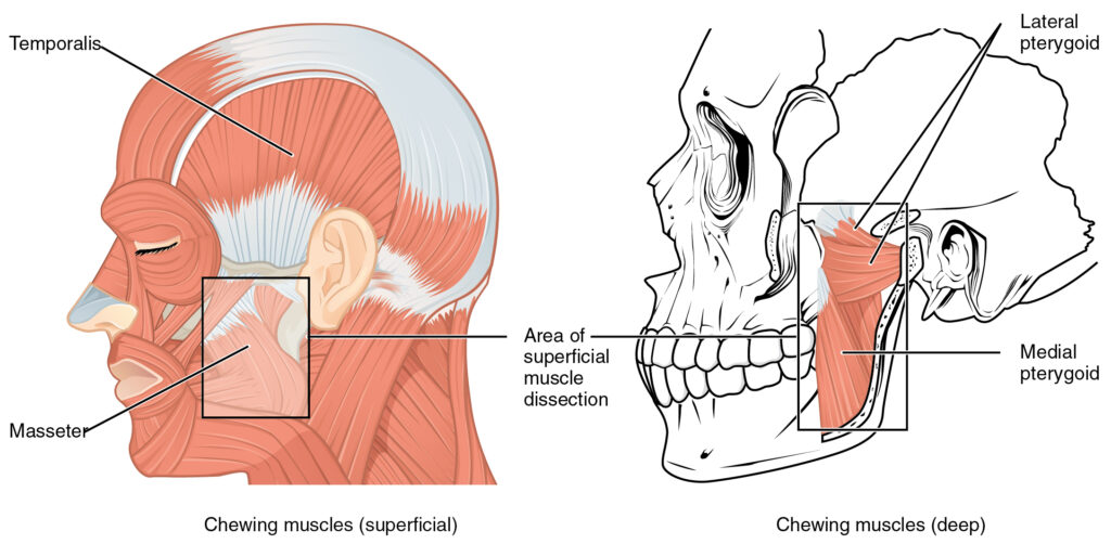 Anatomie des muscles de la mastication