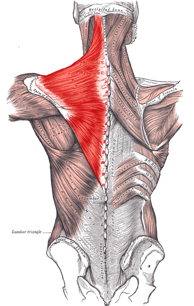 Planche anatomique décrivant le muscle trapèze