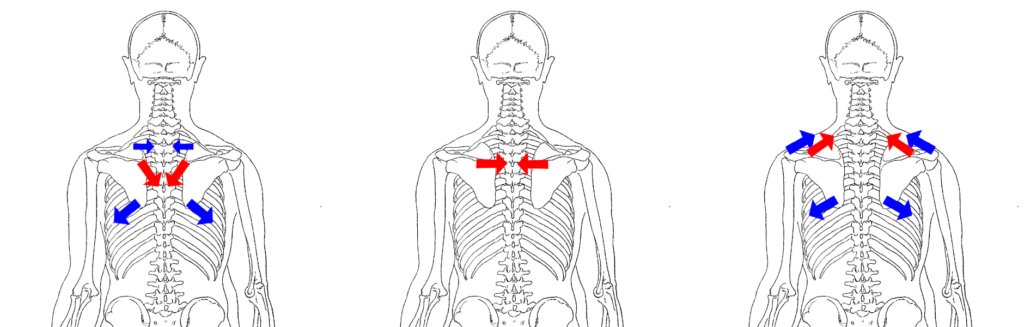 Diagrammes anatomiques décrivant les actions des différentes parties du muscle trapèze sur les scapulas (omoplates)